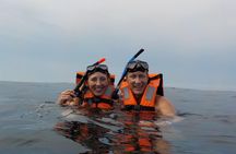 Swim with whale sharks on a private tour