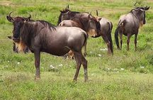 Safari Experience at Rhino & Lion Park