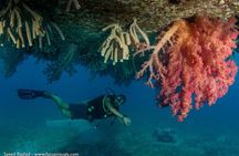 Scuba Diving for Certified Divers 
