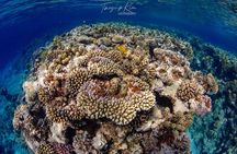 Scuba Diving for Certified Divers 