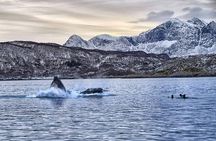 Whale Watching RIB Experience (With Transfer Tromso-Skjervoy)