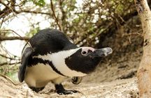 Cape Peninsula Private Tour