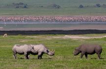 Safari "Kifaru" - 5 days in the most famous Parks in the world