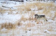 Private Yellowstone Winter Wolf Watching and Wildlife Safari 