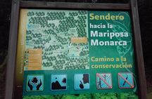 Monarch Butterfly group tour. Join me to watch #butterflies