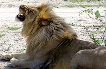 Safari "Kifaru" - 5 days in the most famous Parks in the world