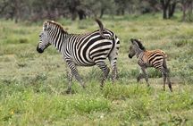 Safari "Kifaru" - 5 days in the most famous Parks in the world