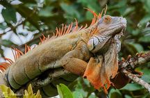Palo Verde Boat Safari + Coffee & Culture – Wildlife & Flavor