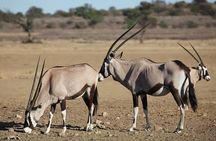 Safari Experience at Rhino & Lion Park