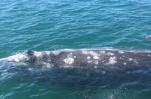 San Diego Whale Watching 3 Hour Tour Mission Bay on the Legacy