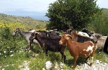 Rhodes Uncharted South Safari: Mountains, Monasteries, & Flavors