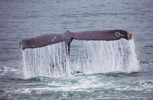 Mendenhall Glacier Visitor Center and Ultimate Whale Watch Combo