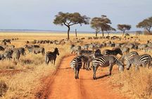 3 Days Tanzania Budget Safari