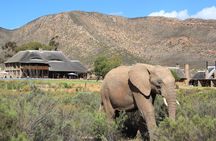 Aquila Safari Private Game Reserve Afternoon Game Drive