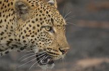 5 Day Wildlife Photographic Safari - Kruger National Park - B1 Photo Safaris