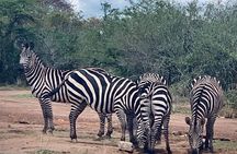 From Kigali: 12 hour Day-trip Akagera Game Drive with Lunch