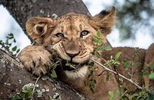 From Kigali: 12 hour Day-trip Akagera Game Drive with Lunch