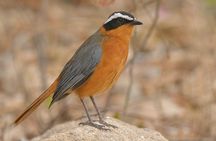 5 Day Wildlife Photographic Safari - Kruger National Park - B1 Photo Safaris