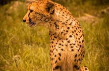 Aberdares/ Lake Nakuru/ Masai Mara 5 Days Lodge Safari