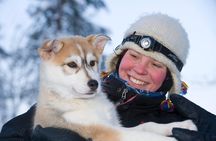 Husky Safari from Rovaniemi Including a Husky Sled Ride