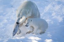 Private Guided Lapland Ranua Zoo tour from Rovaniemi