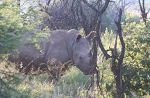 Safari Pilanesberg Nature Reserve & Monkey Sanctuary 