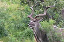 Safari Pilanesberg Nature Reserve & Monkey Sanctuary 