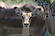 Safari Pilanesberg Nature Reserve & Monkey Sanctuary 