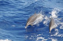 Whale Watching and Dolphin Spotting Cruise 