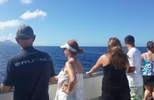 Whale Watching and Dolphin Spotting Cruise 