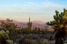 Sonoran Desert Jeep Tour at Sunset