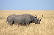 Ngorongoro Crater | Day Tour