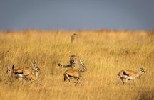 Ngorongoro Crater | Day Tour