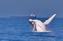 Whale Watching Cruise from Mooloolaba