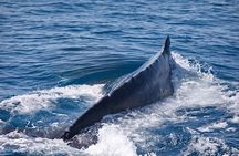 Whale Watching Cruise from Mooloolaba