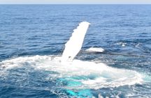 Whale Watching Cruise from Mooloolaba