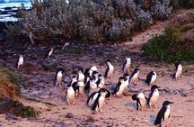 Phillip Island Private Experience