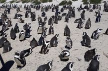 Half day Penguins at Boulders beach small group fees included 