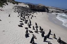 Half day Penguins at Boulders beach small group fees included 