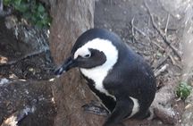 Half day Penguins at Boulders beach small group fees included 