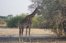  4 days Hwange Safari Game drive Staying at Iganyane Tented camp
