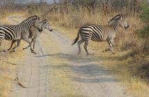  4 days Hwange Safari Game drive Staying at Iganyane Tented camp