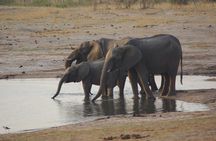  4 days Hwange Safari Game drive Staying at Iganyane Tented camp