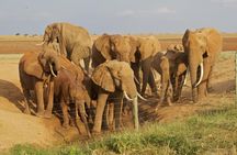 Amboseli/ Tsavo West/ Tsavo East 5 Days Safari