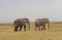 Amboseli Tented Camp 3 Days Safari