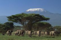 Amboseli Tented Camp 3 Days Safari
