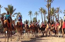 1 Hour CAMELS RIDE palmeraie (casa road ) min 2 pers-Private