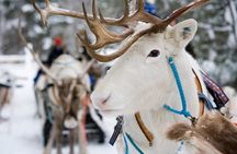 Lapland Reindeer Safari from Rovaniemi