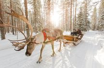 Lapland Reindeer Safari from Rovaniemi