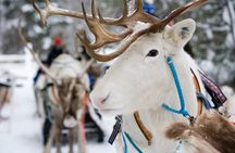 Lapland Reindeer and Husky Safari from Rovaniemi